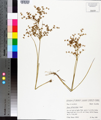 Juncus diffusissimus image