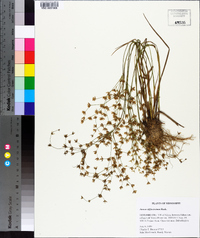 Juncus diffusissimus image