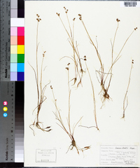 Juncus elliottii image