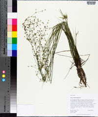 Juncus elliottii image