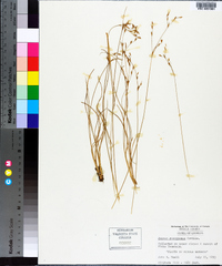 Juncus georgianus image