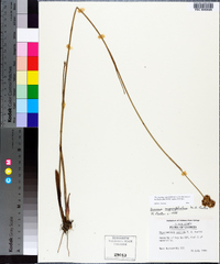 Juncus megacephalus image