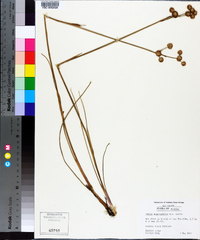 Juncus megacephalus image