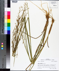 Juncus nodatus image