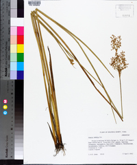 Juncus nodatus image