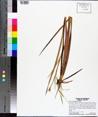 Juncus polycephalus image