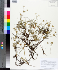 Juncus repens image