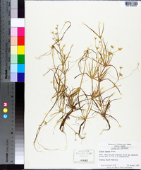 Juncus repens image