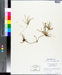 Juncus repens image