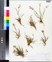 Juncus repens image