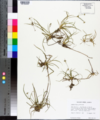 Juncus repens image