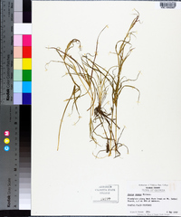 Juncus repens image