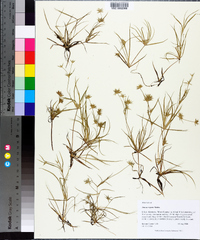 Juncus repens image