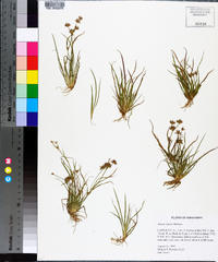 Juncus repens image