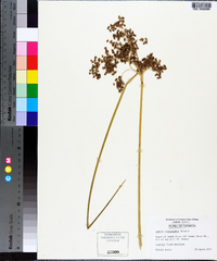 Juncus roemerianus image