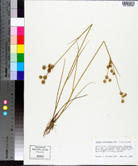 Juncus scirpoides image