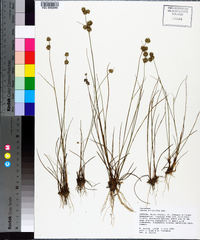 Juncus scirpoides image