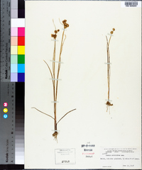 Juncus scirpoides image