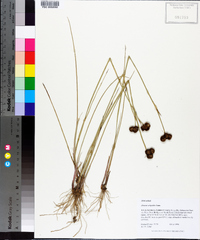 Juncus scirpoides image