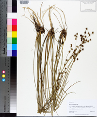 Juncus scirpoides image