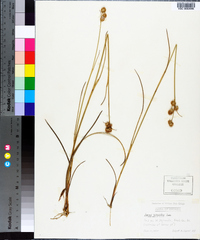 Juncus scirpoides image