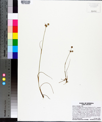 Juncus scirpoides image