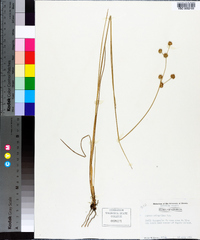 Juncus scirpoides image