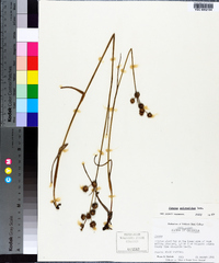 Juncus scirpoides image