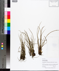 Juncus scirpoides image