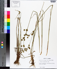 Juncus scirpoides image