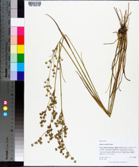 Juncus scirpoides image