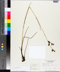 Juncus scirpoides image