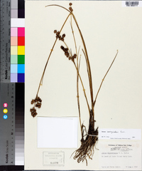 Juncus scirpoides image