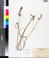 Juncus scirpoides image