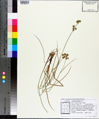 Juncus scirpoides image