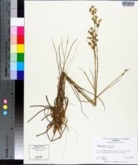 Juncus scirpoides image