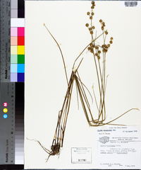 Juncus scirpoides image