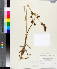 Juncus validus image