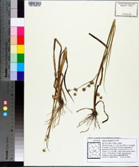 Juncus validus image