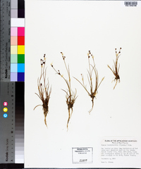 Juncus brevicaudatus image