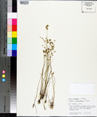 Juncus debilis image