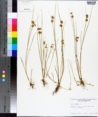 Juncus nodosus image