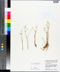 Juncus pelocarpus image