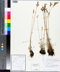 Juncus secundus image