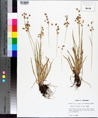 Luzula bulbosa image