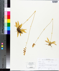 Aletris aurea image