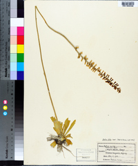 Aletris lutea image