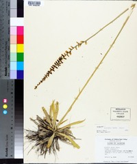 Aletris lutea image