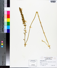Aletris lutea image