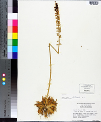 Aletris obovata image